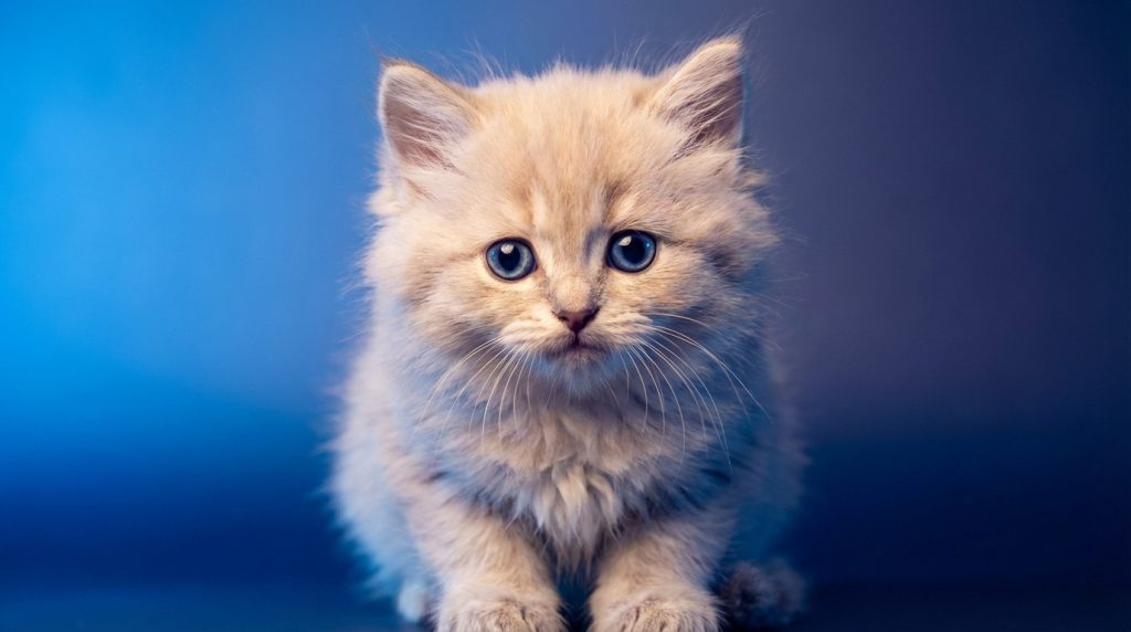 Photo de chat | top fonds d'écran et guide [pro 2026]