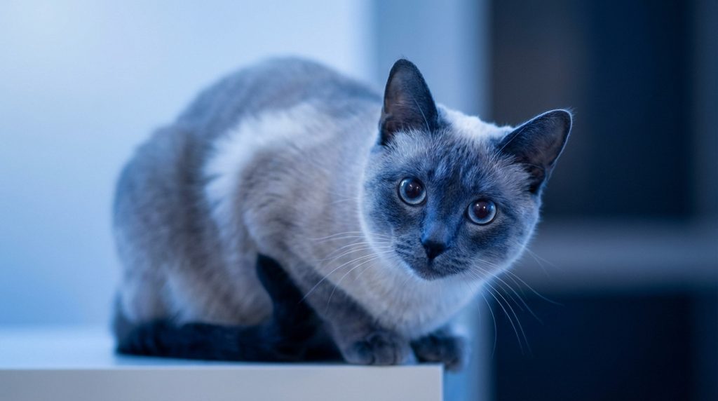 Image un chat - Guide complet pour un usage pro [2026]