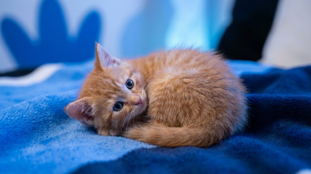 Images de chat | top photos mignonnes et guide pro 2026