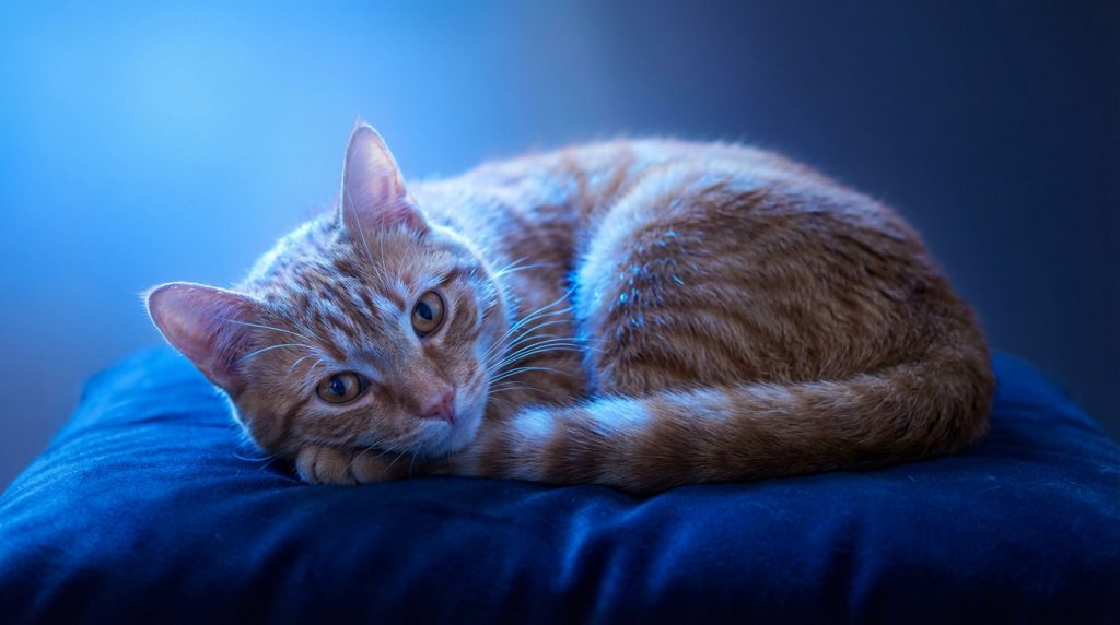 Photographie chat | 5 astuces pro pour de super photos